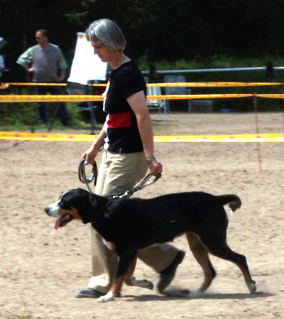 Chanoek auf der Hundeschau in Laatzen