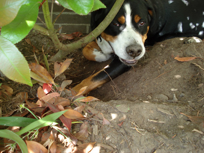 Chanoek bei der Gartenarbeit