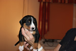 18.12.2014 - Appenzeller B-Wurf - hellblaues Halsband 